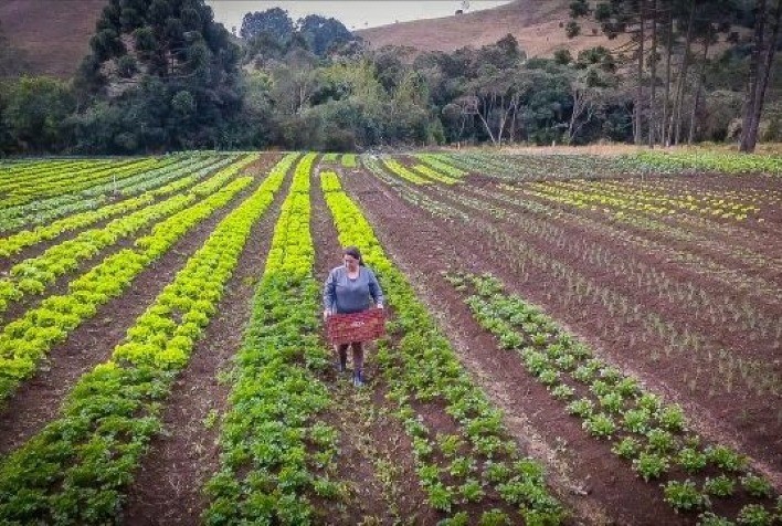 Onda de calor intenso provoca estresse térmico em frutas e hortaliças