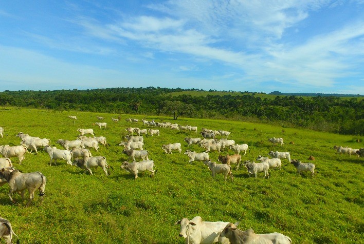 Planejar a nutrição do rebanho pode ser fator determinante para a eficiência da pecuária