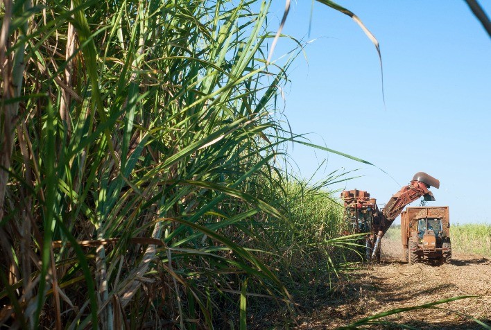 Colheita do amanhã: Bevap Bioenergia revoluciona a produção de cana-de-açúcar com tecnologia de tráfego controlado