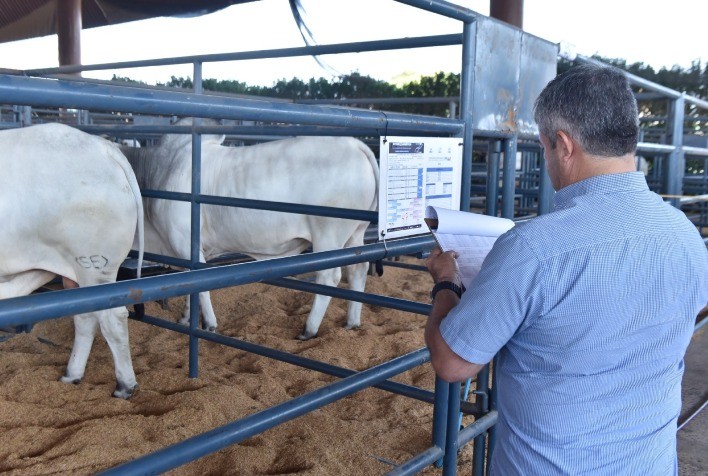 Primeiras doses de sêmen de touros classificados no PNAT 2023 são liberadas para distribuição