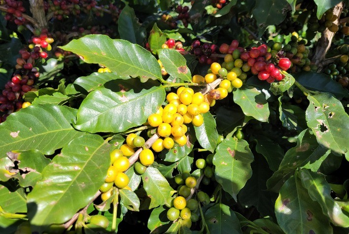 Satis e Fapemig: parceria para desenvolver biofertilizantes para cultura do café