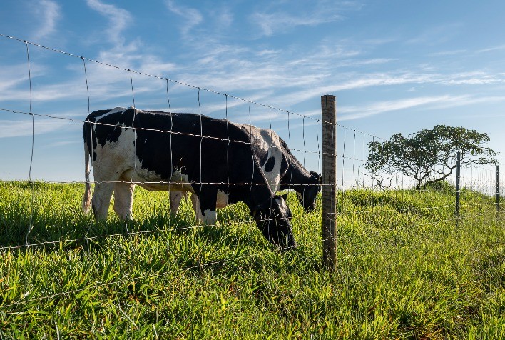 Cercas são fundamentais para o manejo da temperatura corporal das vacas leiteiras