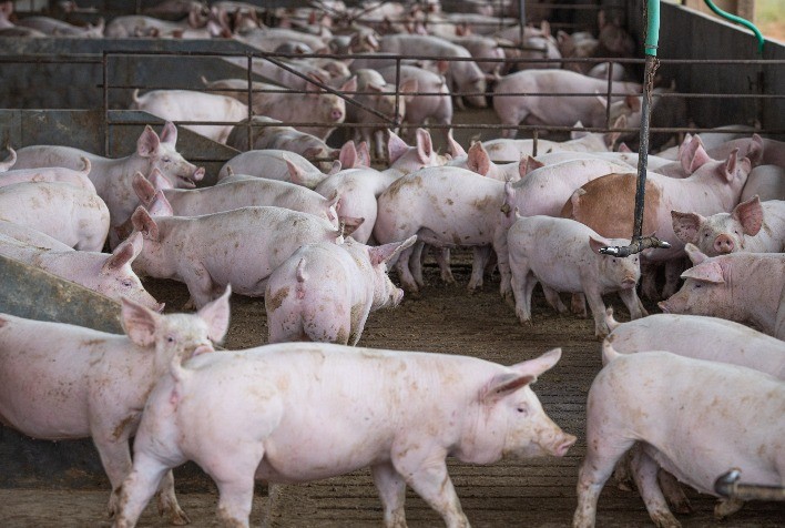 Futuros de suínos na China despencam 5% à medida que agricultores intensificam o abate
