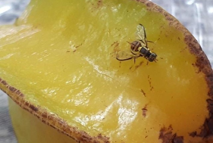 Mapa publica consulta pública para definir procedimentos operacionais para as ações da mosca-da-carambola