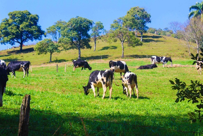 Aumento de 30% na produção de leite: Produtor investe em saúde do rebanho e colhe resultados