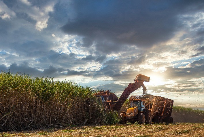 Minas Gerais alcança recorde histórico na produção de cana-de-açúcar na safra 2023/24