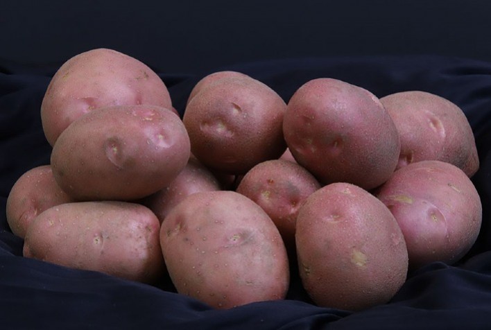 Pesquisa desenvolve batata de pele vermelha voltada à subsistência de agricultores familiares