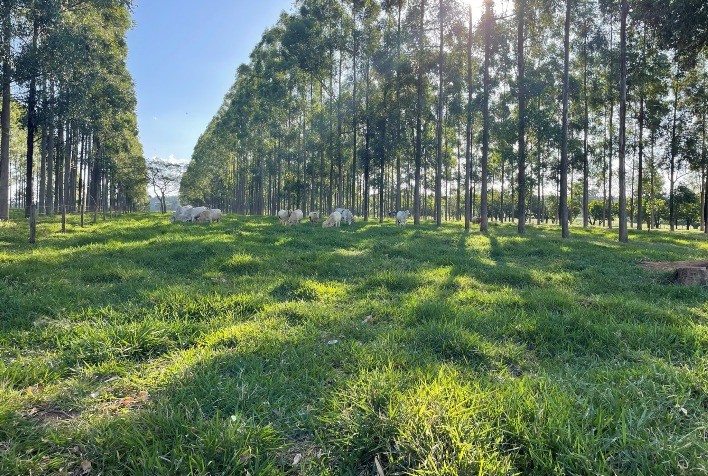 Embrapa inicia execução de projeto inédito em apoio à agricultura de baixa emissão de carbono