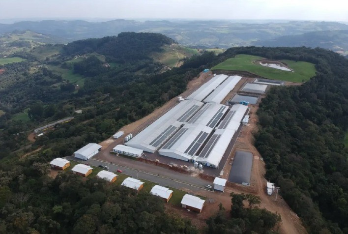 Desafios térmicos: Criadores de suínos investem em climatização para proteger rebanhos