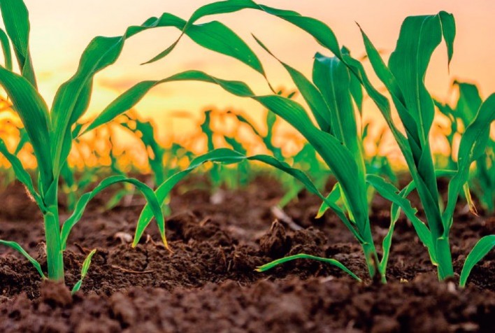 Avanço do plantio de milho verão no Brasil alcança 55%, mas atrasos permanecem expressivos