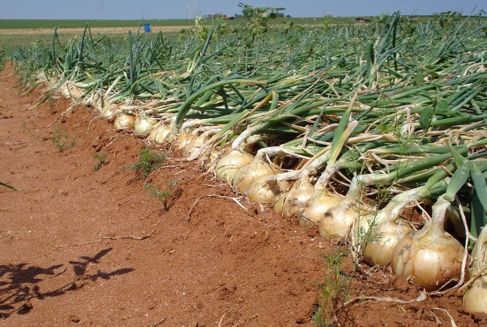 Desafios climáticos afetam produção e comercialização de cebolas em regiões do Brasil