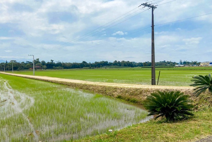 Santa Catarina lidera cultivo de arroz com método pré-germinado, priorizando qualidade