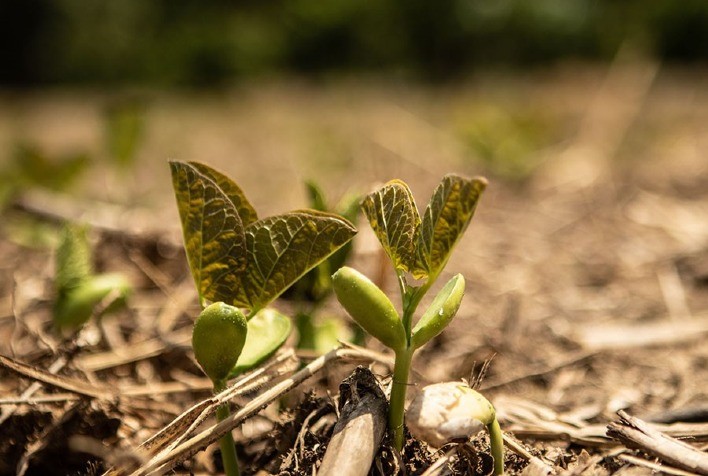 Projeto internacional avalia serviços ecossistêmicos do solo no Matopiba