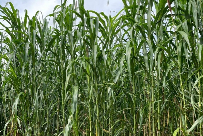 Silagem de Híbrido de Milheto Forrageiro produz alto volume de massa e é excelente alternativa para períodos que o milho é risco