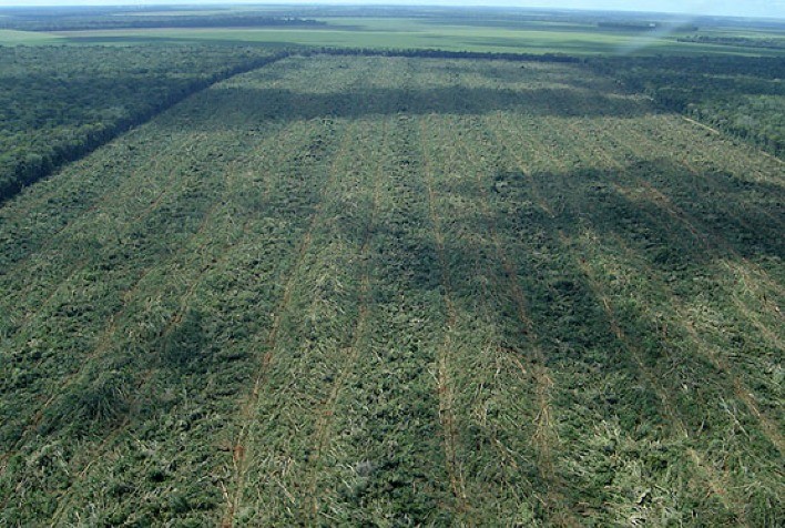 Desmatamento para a produção de alimentos foi responsável pela emissão de 32 bilhões de toneladas de CO2