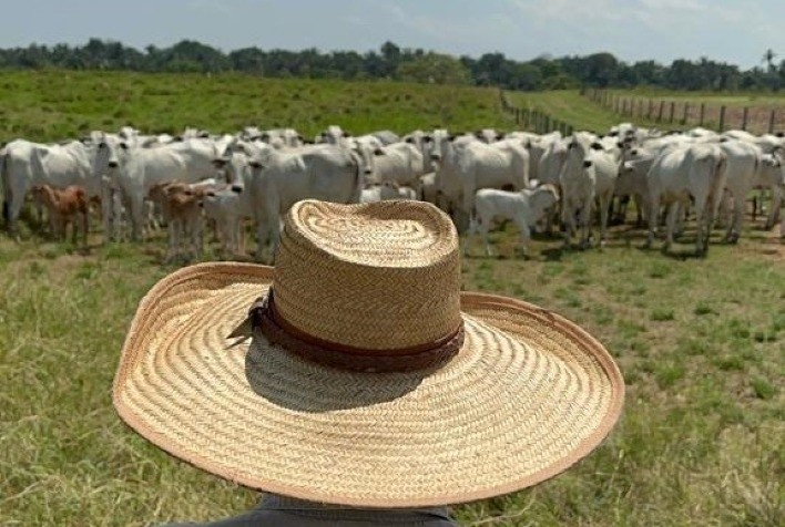 ABCZ disponibiliza dados de desempenho e avaliações genéticas de rebanhos participantes do PMGZ Comercial