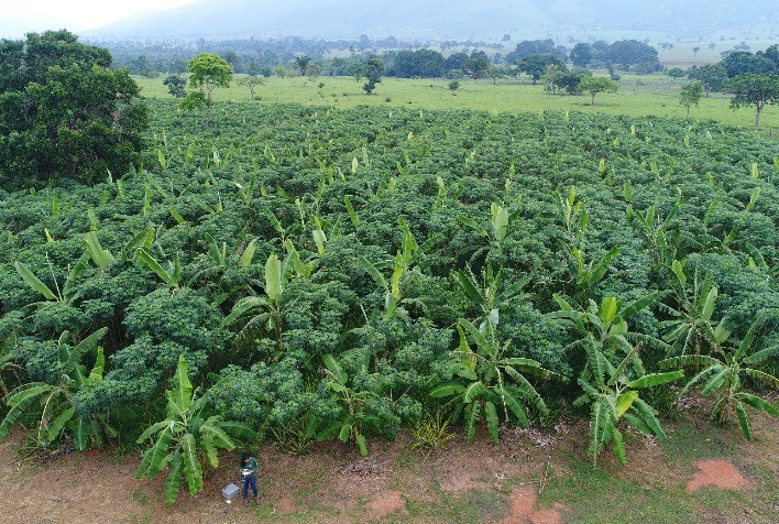 Agroflorestas: empresas desenvolvem soluções para preservação do ambiente aliada à produção de alimentos