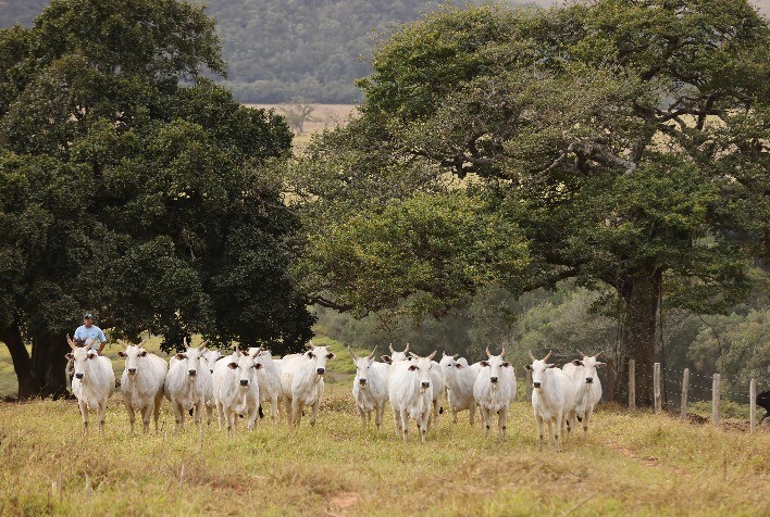 Leilão Indian Baby vende genética importada da Índia, no dia 7 de dezembro