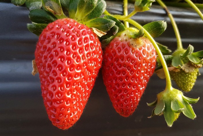 Pesquisa aplica técnica de edição genética para revolucionar a firmeza e durabilidade dos morangos