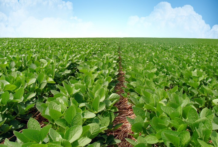 Mercado de defensivos ganha nova opção para o controle da mancha-alvo e da ferrugem