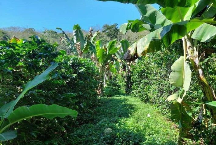 Pesquisa Indica que Sistemas Arborizados Impulsionam Vigor e Qualidade em Cafezais Mineiros