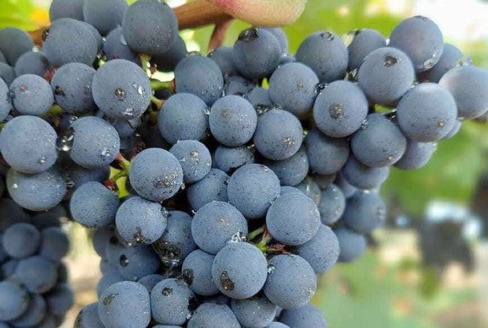 Qualidade e aumento de brix nos cachos, fundamentais na produção de uva, podem ser melhorados com tecnologias voltadas à nutrição