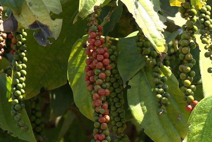 Espírito Santo lidera produção nacional de pimenta-do-reino com crescimento sustentado