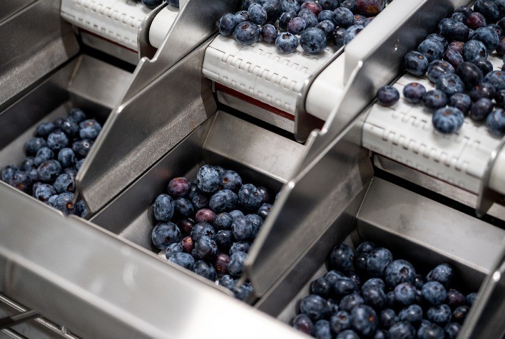 O produtor de Mirtilos Logofruits está crescendo rapidamente e abriu uma segunda fonte de receitas graças às soluções para linhas de alimentos Tomra