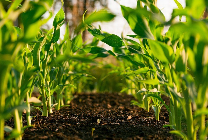 Avanço expressivo: Plantio da safra de verão 2023/24 de milho atinge 95,2% no Brasil, indica SAFRAS & Mercado