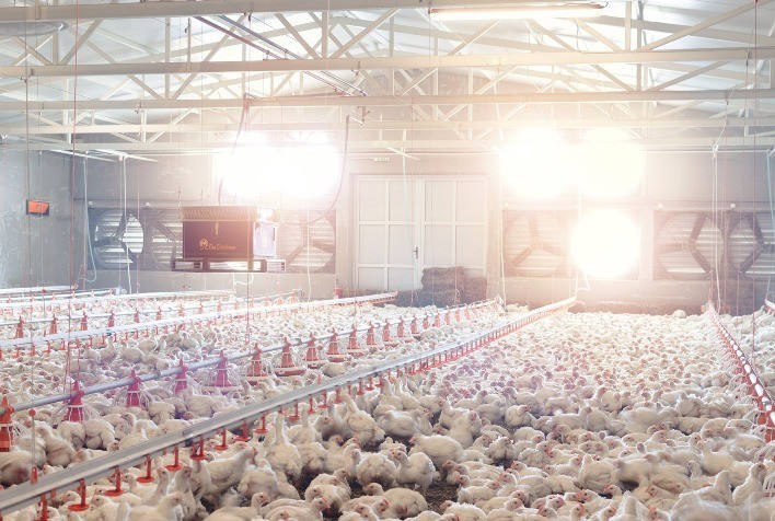 O desafio silencioso na produção animal: estresse calórico