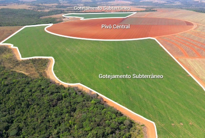 Produtor de Goiás transforma sua produção rotacionando tomate industrial e grãos com irrigação por gotejamento