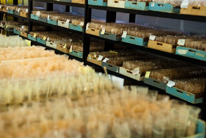 Banco reúne 28 mil amostras com dados biológicos dos solos brasileiros