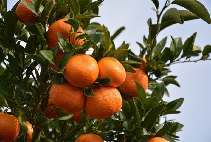 Citricultor deve investir no manejo de inseticidas com ativos eficazes para o controle do inseto transmissor do greening