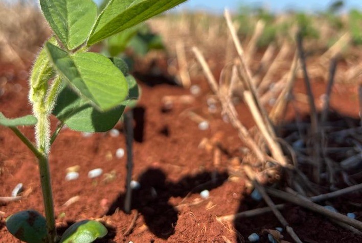 Suplementação de boro pode auxiliar no desenvolvimento da soja em período de pico do El Niño