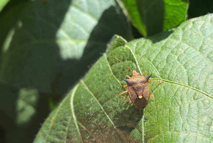 Maior presença de percevejo marrom pode gerar prejuízo de R$ 12 bilhões à soja