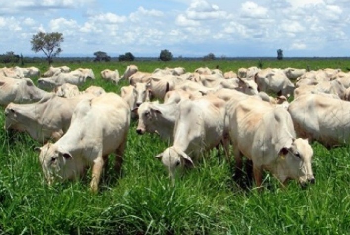 Estabilidade nos preços da arroba do boi gordo marca o início de dezembro