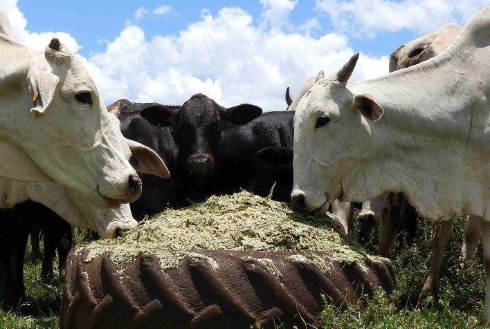 Preço médio do boi gordo atinge incremento mensal de 5% no início de dezembro, mas absorve queda expressiva de 20% no decorrer do ano