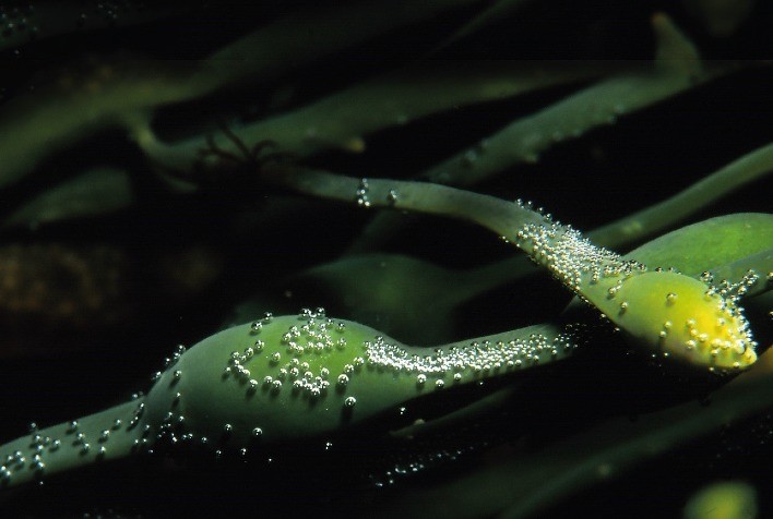 Bioativadores à base de algas Ascophyllum nodosum auxiliam as plantas a tolerar ao calor excessivo e às variações climáticas