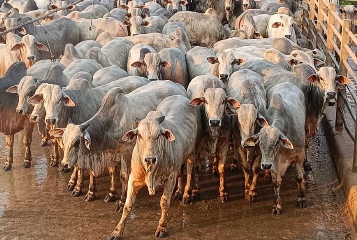 Santana do Araguaia (PA) avalia mais de 400 animais na 27ª etapa nacional do Circuito Nelore de Qualidade 2023