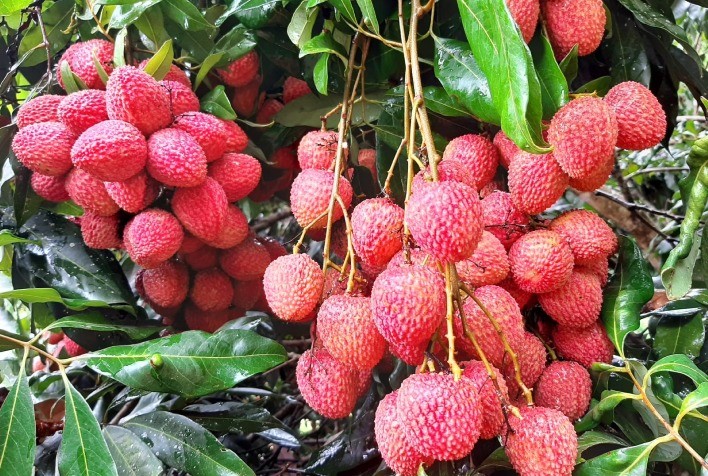 Análise da produção de lichia no Paraná revela tendência de decréscimo