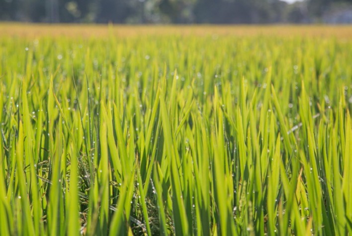 Progresso na semeadura e tarefas culturais do arroz no Rio Grande do Sul