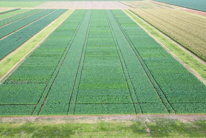 Ensaios avaliam desempenho de cultivares de soja em ano de intenso estresse climático
