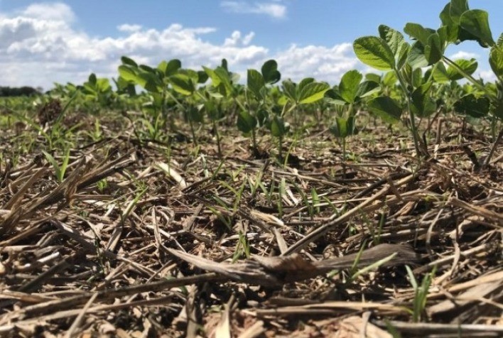 Plantio de soja em Mato Grosso atinge 99,96% da área estimada para a safra 2023/24, com leve atraso