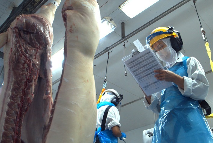 Exportação semanal de carne suína projeta cerca de 100 mil toneladas para dezembro