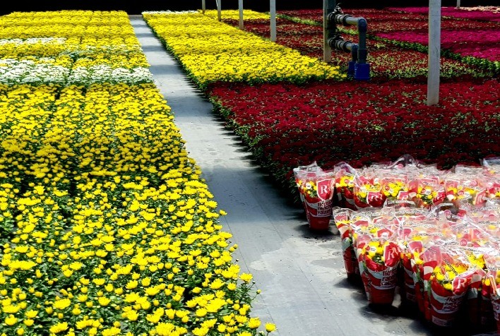 Floricultura nacional deve encerrar 2023 com crescimento de 8%