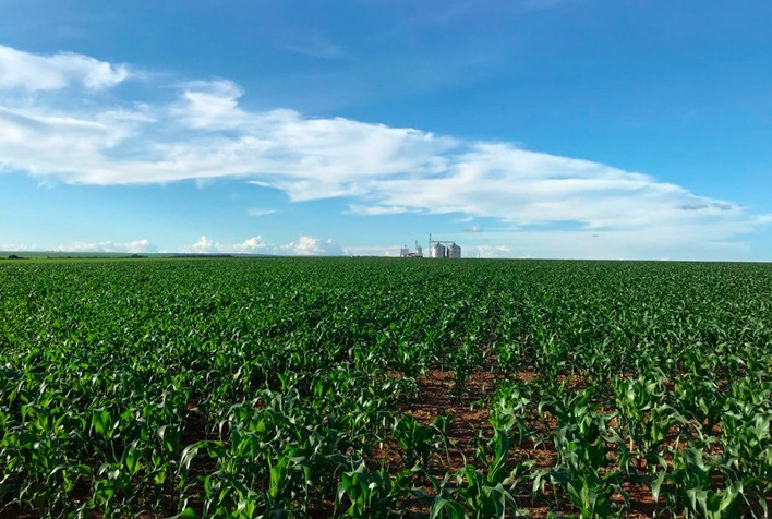Plantio da safra de verão 2023/24 de milho alcança 96,4% da área estimada no Brasil, indica SAFRAS & Mercado