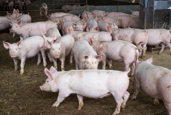 Panorama do mercado suíno: Boletim do Cepea de novembro analisa tendências e desafios