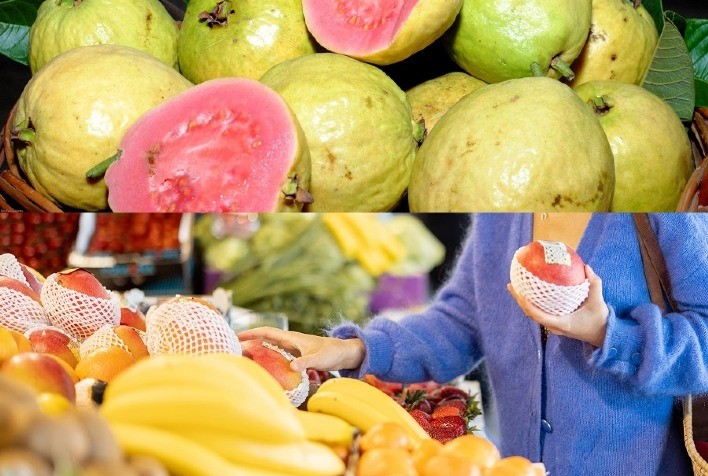 Novos minicursos gratuitos da Embrapa: cultivo comercial da goiaba e mercado e comercialização de frutas frescas e processadas