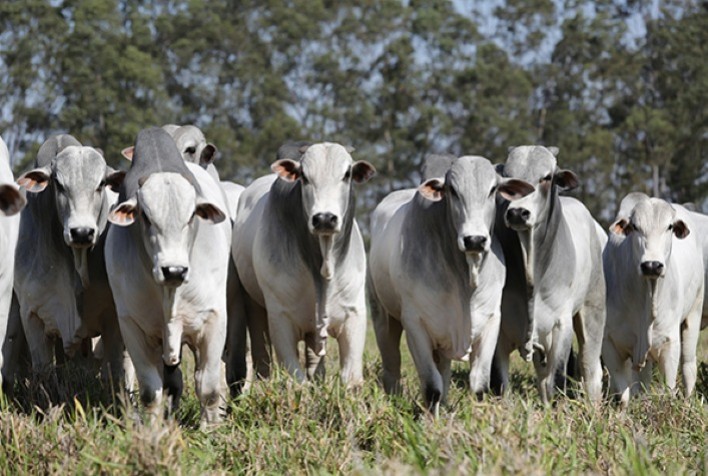 Vacinação contra febre aftosa será suspensa em mais sete estados a partir de 2024