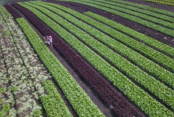Panorama da horticultura brasileira: Área cultivada com hortifrútis retorna aos níveis pré-pandemia